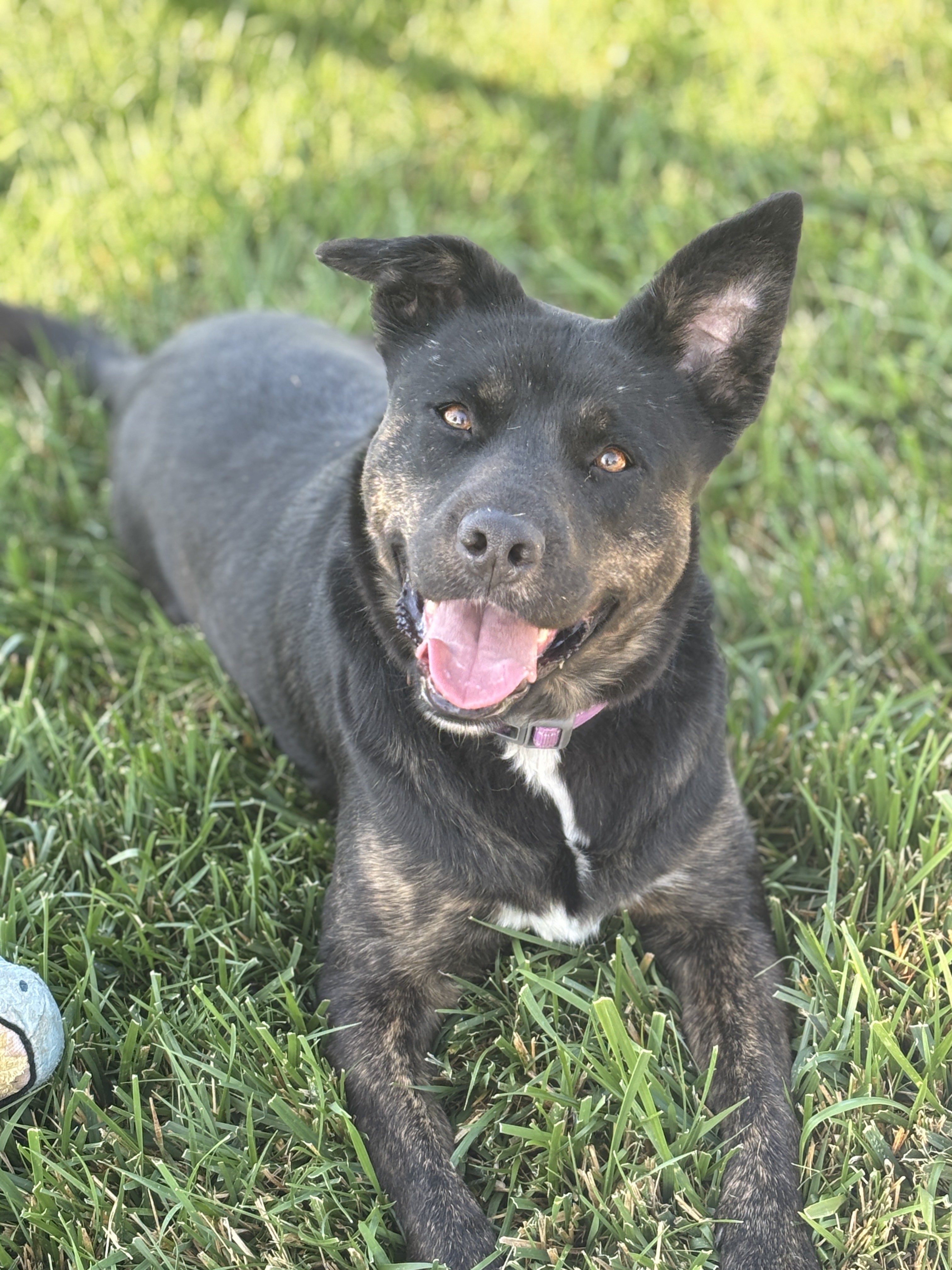 Calypso - Adoption fee partially sponsored by Petfinder Foundation, an adoptable Pit Bull Terrier, Australian Kelpie in Chico, CA, 95928 | Photo Image 1