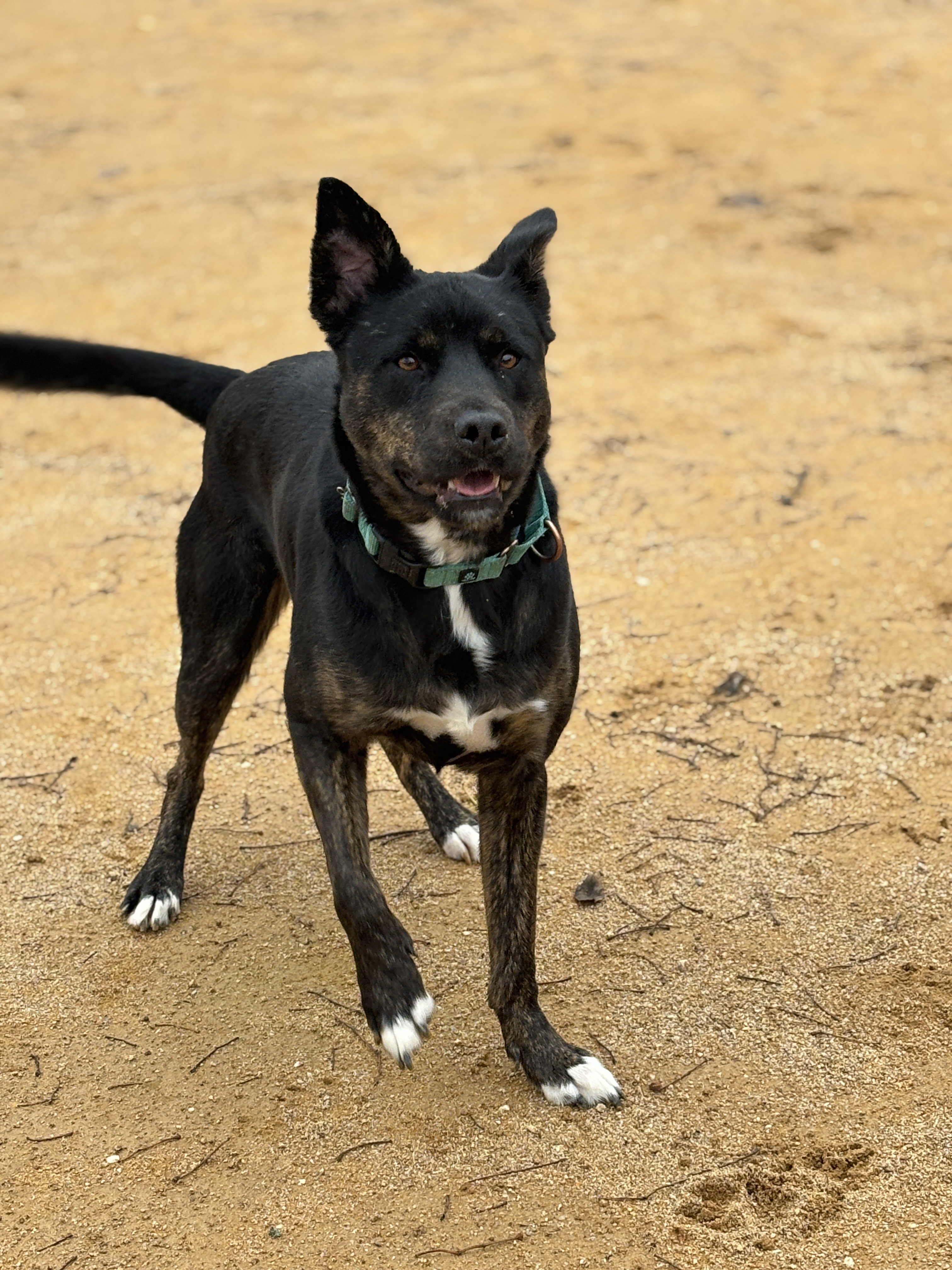 Calypso - Adoption fee partially sponsored by Petfinder Foundation