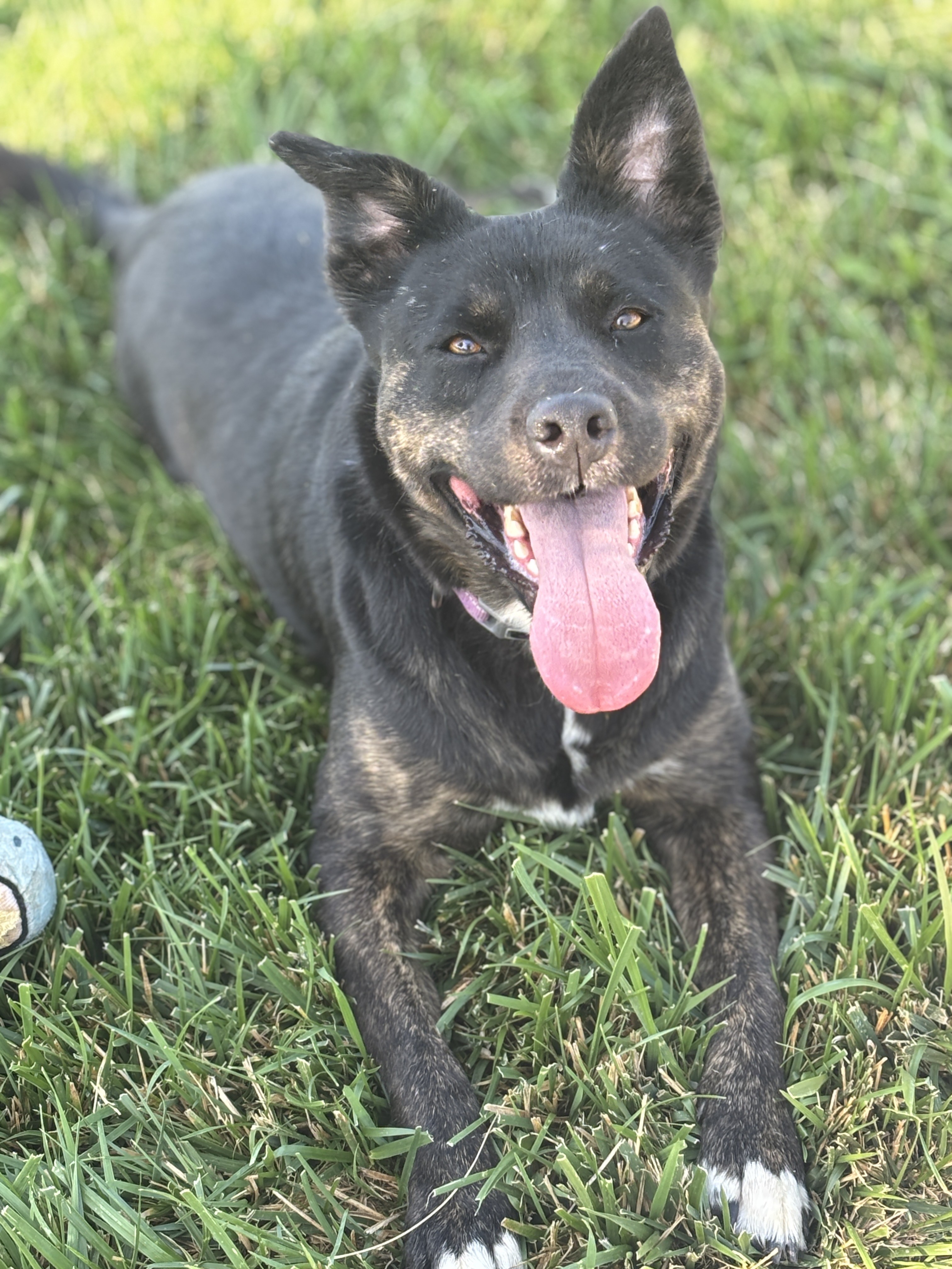 Calypso - Adoption fee partially sponsored by Petfinder Foundation, an adoptable Pit Bull Terrier, Australian Kelpie in Chico, CA, 95928 | Photo Image 2