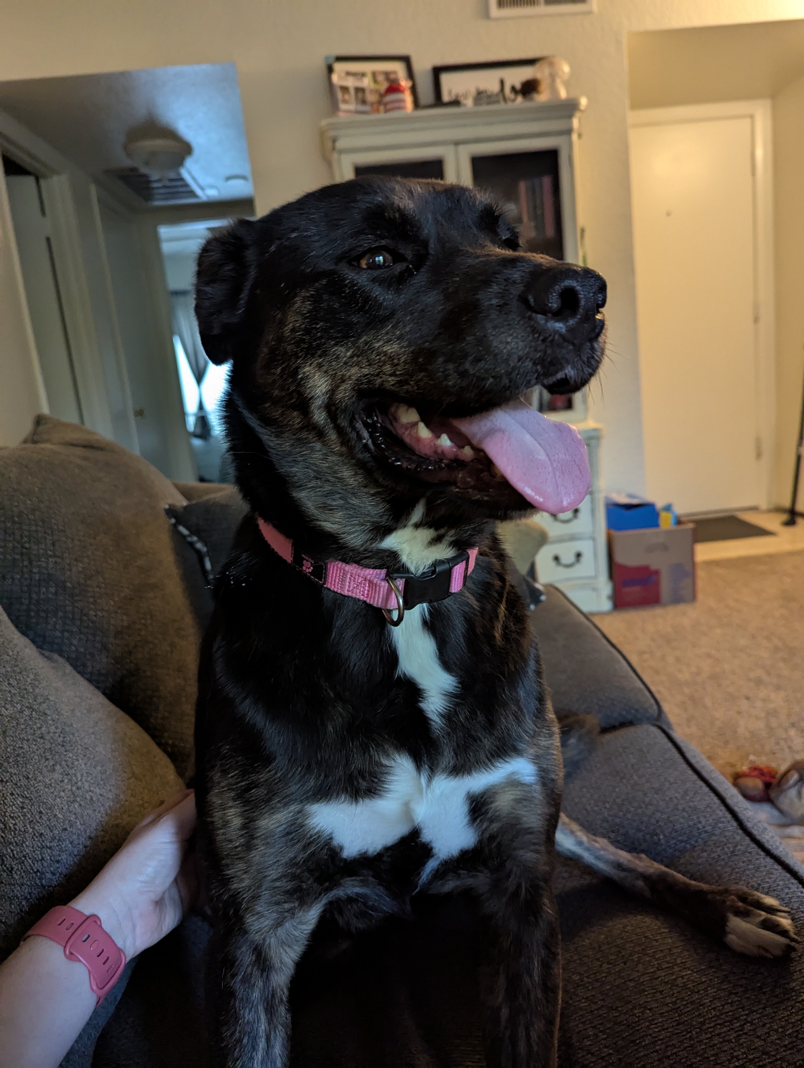 Calypso - Adoption Fee Sponsored by Petfinder Foundation, Subaru Loves Pets, & ASPCA, an adoptable Pit Bull Terrier, Australian Kelpie in Chico, CA, 95928 | Photo Image 2