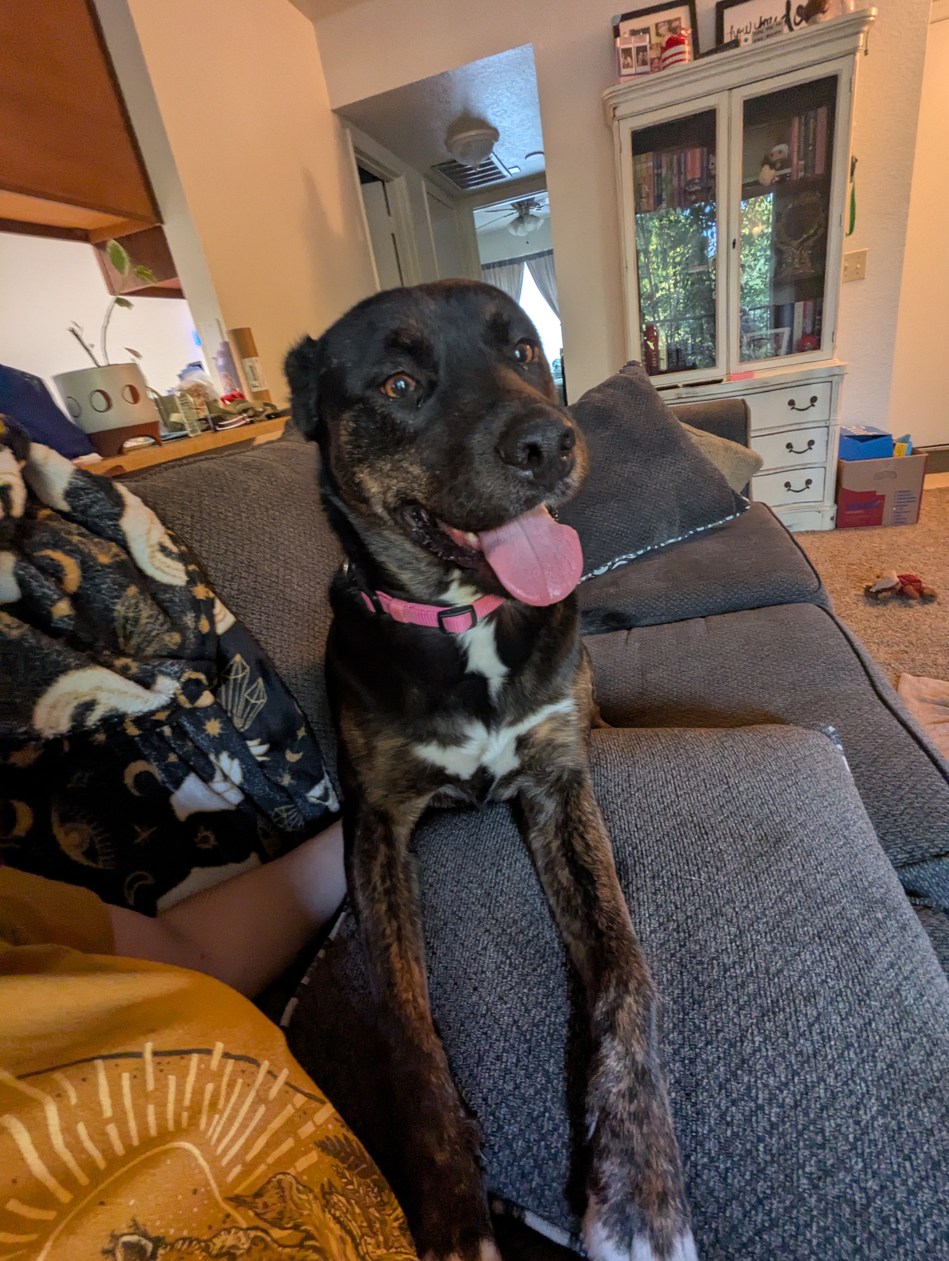 Calypso - Adoption Fee Sponsored by Petfinder Foundation, Subaru Loves Pets, & ASPCA, an adoptable Pit Bull Terrier, Australian Kelpie in Chico, CA, 95928 | Photo Image 3