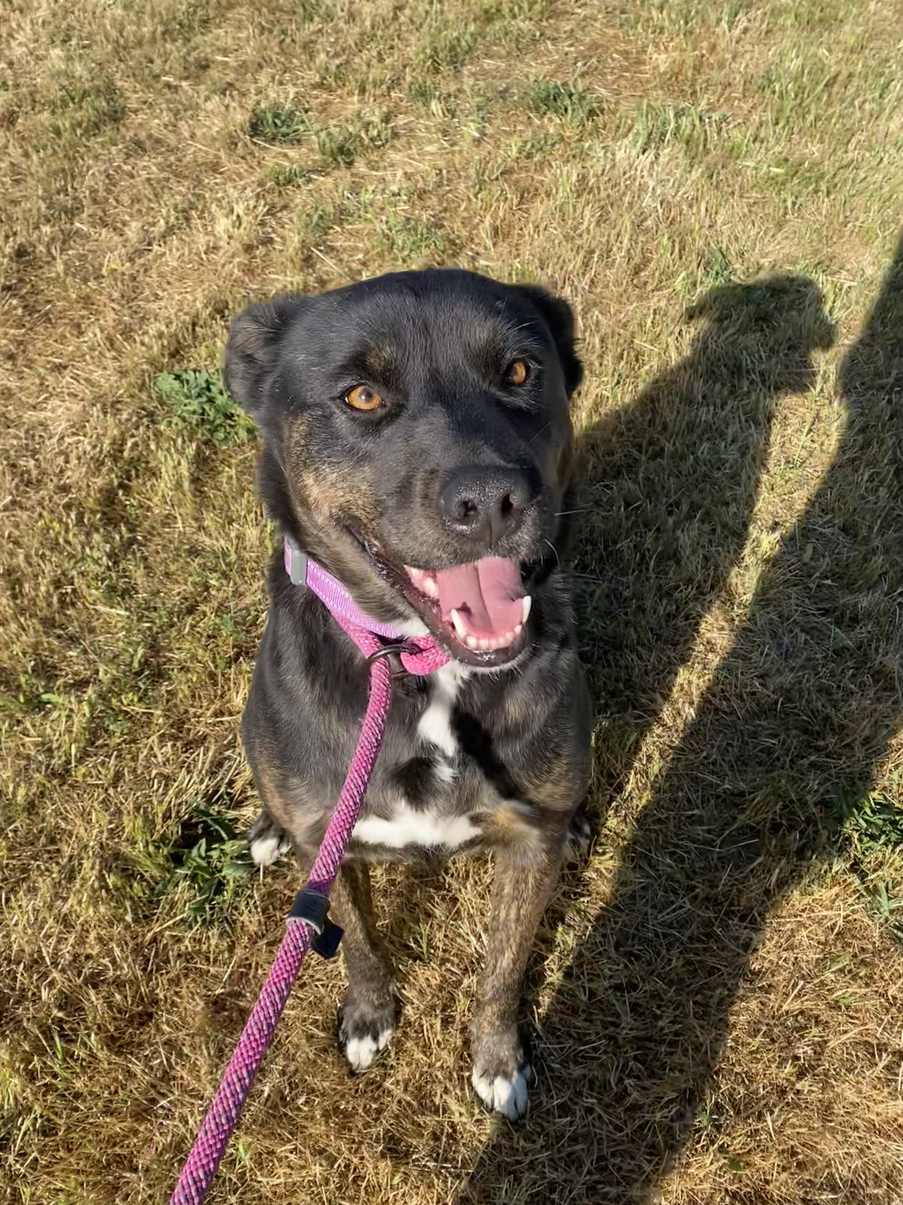 Calypso - Adoption fee partially sponsored by Petfinder Foundation