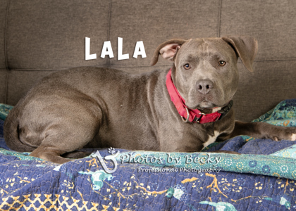 Lala 2