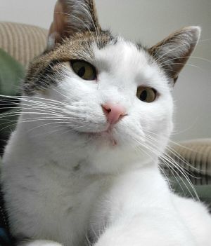 Primrose, Adult Female Domestic Short Hair