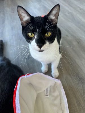 Domino, Adult Male Domestic Short Hair