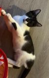 Domino photo 2