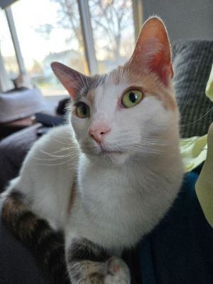 Amal, Adult Female Domestic Short Hair