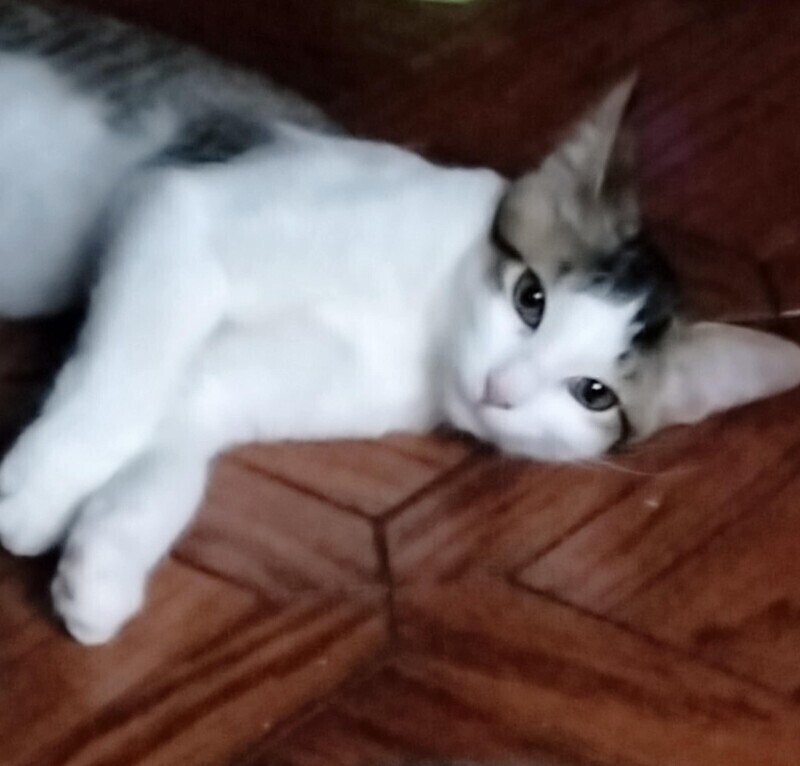 Zeke
