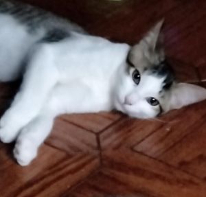 Zeke, Adult Male Domestic Short Hair