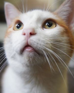 Mango, Adult Male Domestic Short Hair