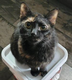 Cecily, Adult Female Domestic Short Hair