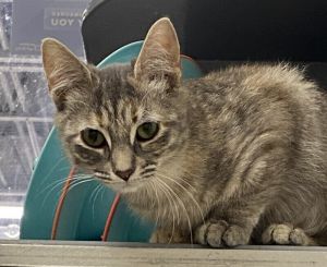Lima, Adult Female Domestic Short Hair