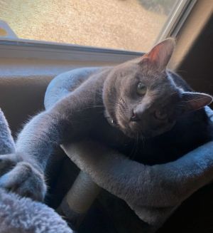 Sheldon, Adult Male Domestic Medium Hair