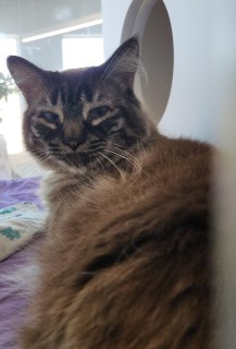 Poof*, an adoptable Domestic Medium Hair in Kingman, AZ, 86401 | Photo Image 1