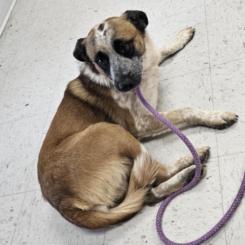 Phantom, an adoptable Cattle Dog in Garden City, KS, 67846 | Photo Image 1