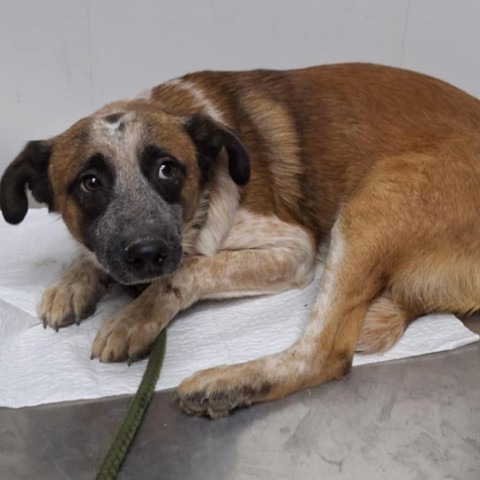 Phantom, an adoptable Cattle Dog in Garden City, KS, 67846 | Photo Image 2