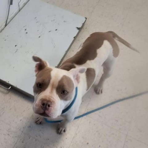 Diamond, an adoptable Pit Bull Terrier in Garden City, KS, 67846 | Photo Image 1