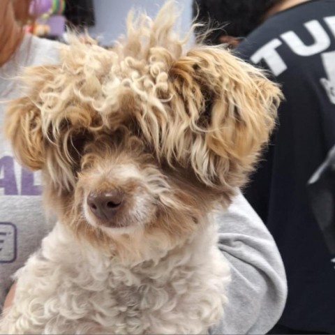 Mimi, an adoptable Poodle in Garden City, KS, 67846 | Photo Image 1