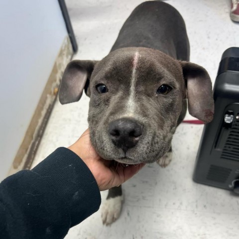 Chunkie Chunk, an adoptable Pit Bull Terrier in Garden City, KS, 67846 | Photo Image 1