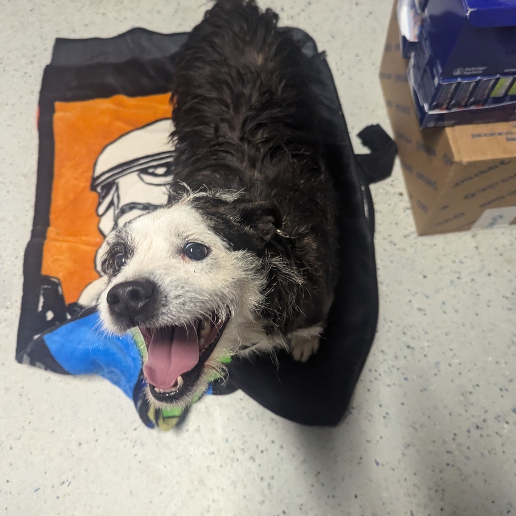Sparky, an adoptable Mixed Breed in Blair, WI, 54616 | Photo Image 1