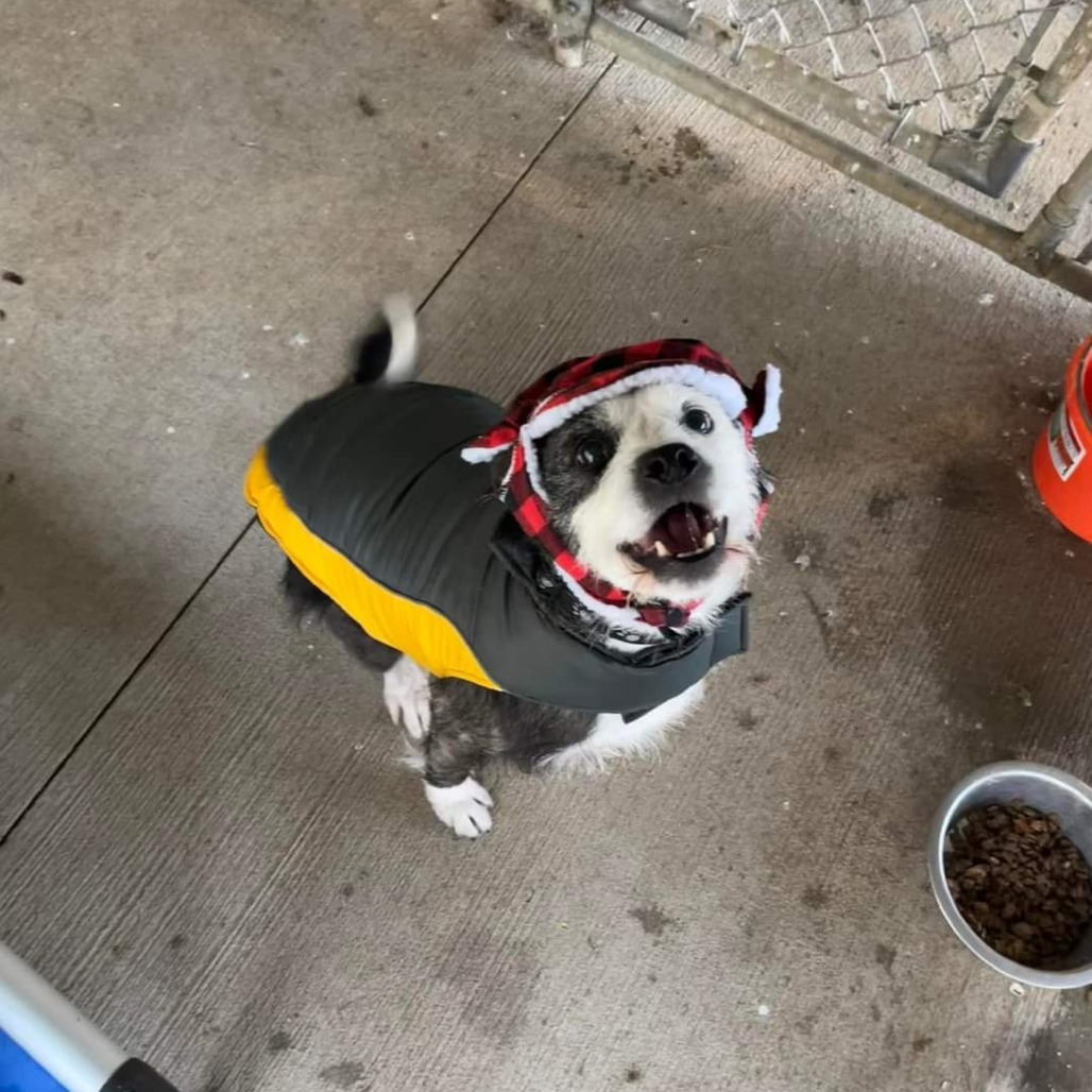Sparky, an adoptable Mixed Breed in Blair, WI, 54616 | Photo Image 3