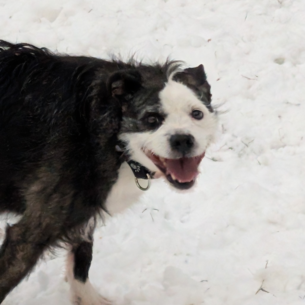 Sparky, an adoptable Mixed Breed in Blair, WI, 54616 | Photo Image 4