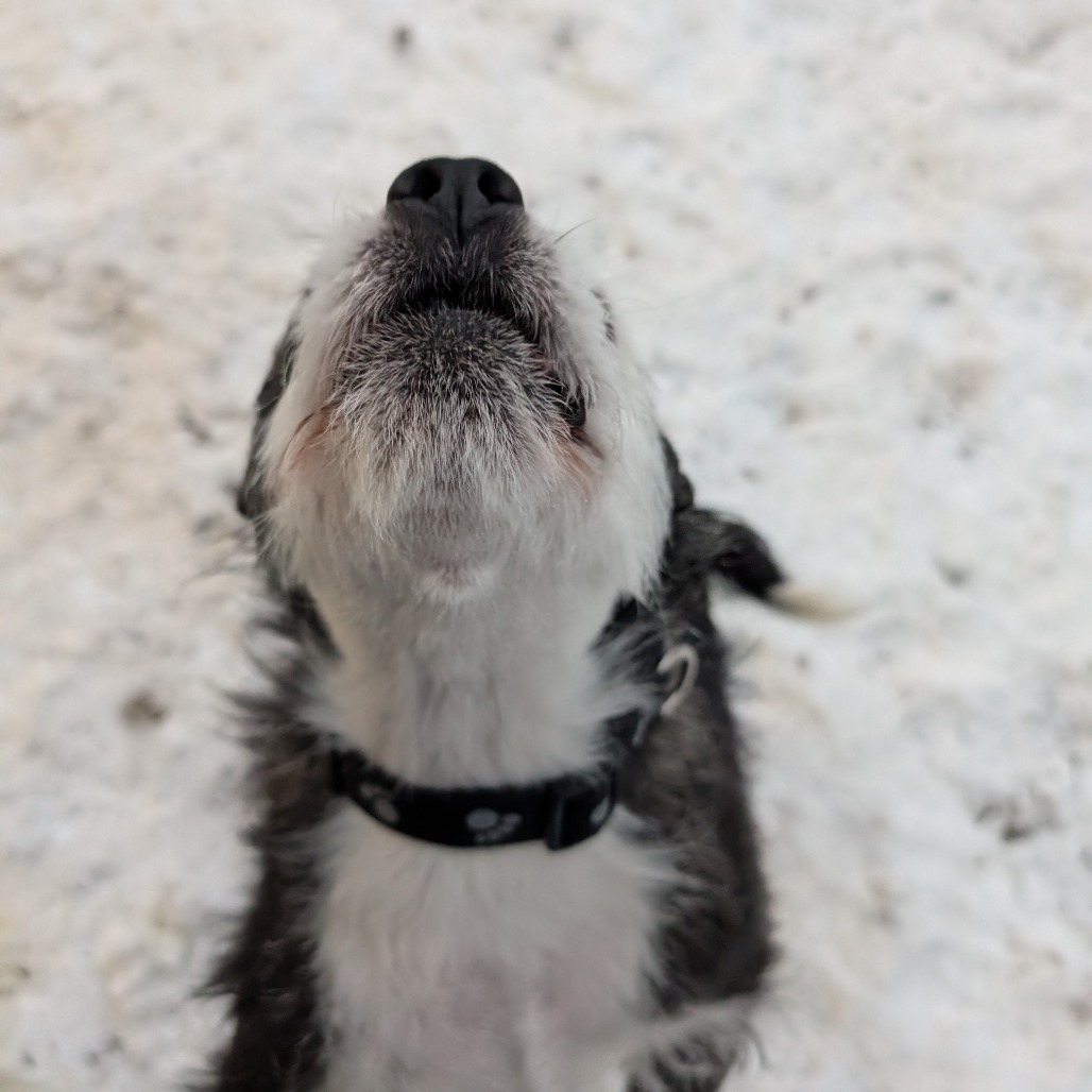 Sparky, an adoptable Mixed Breed in Blair, WI, 54616 | Photo Image 5