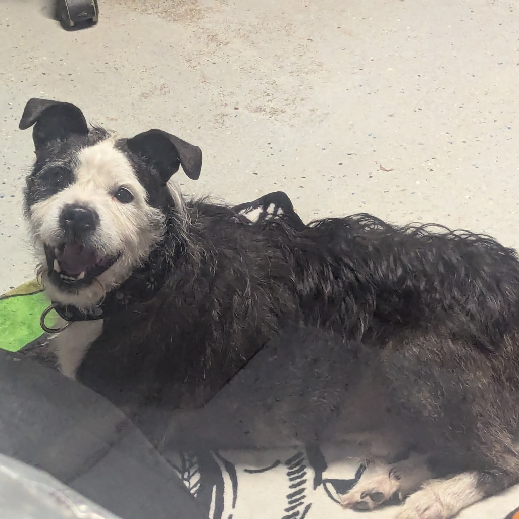 Sparky, an adoptable Mixed Breed in Blair, WI, 54616 | Photo Image 6