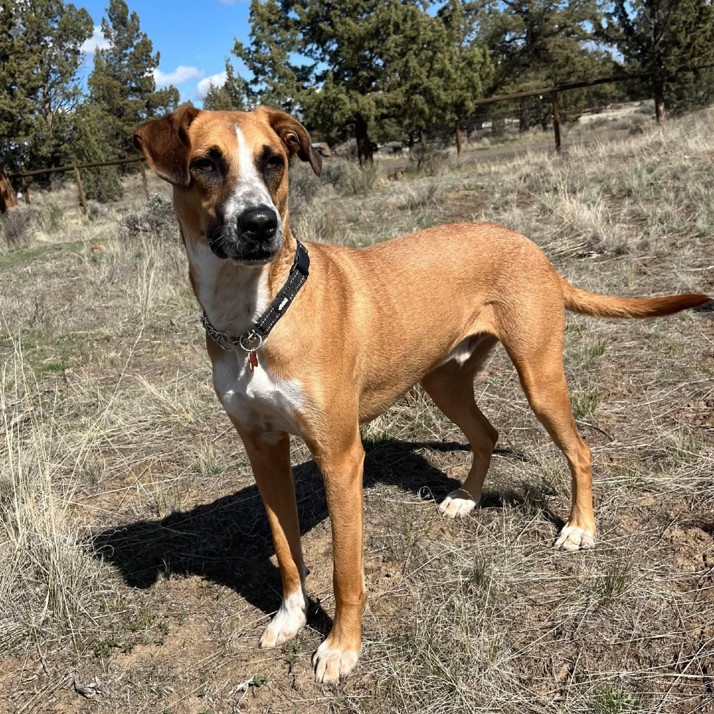 Enzo, an adoptable Labrador Retriever, Shepherd in Bend, OR, 97702 | Photo Image 1