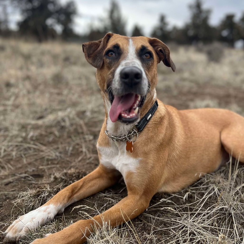 Enzo, an adoptable Labrador Retriever, Shepherd in Bend, OR, 97702 | Photo Image 1