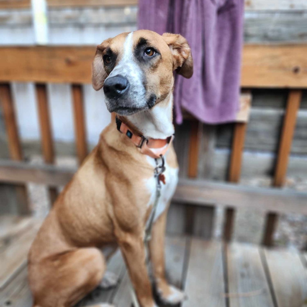 Enzo, an adoptable Labrador Retriever, Shepherd in Bend, OR, 97702 | Photo Image 1
