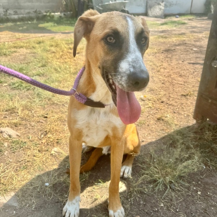 Enzo, an adoptable Labrador Retriever, Shepherd in Bend, OR, 97702 | Photo Image 2