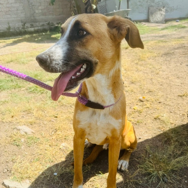 Enzo, an adoptable Labrador Retriever, Shepherd in Bend, OR, 97702 | Photo Image 3