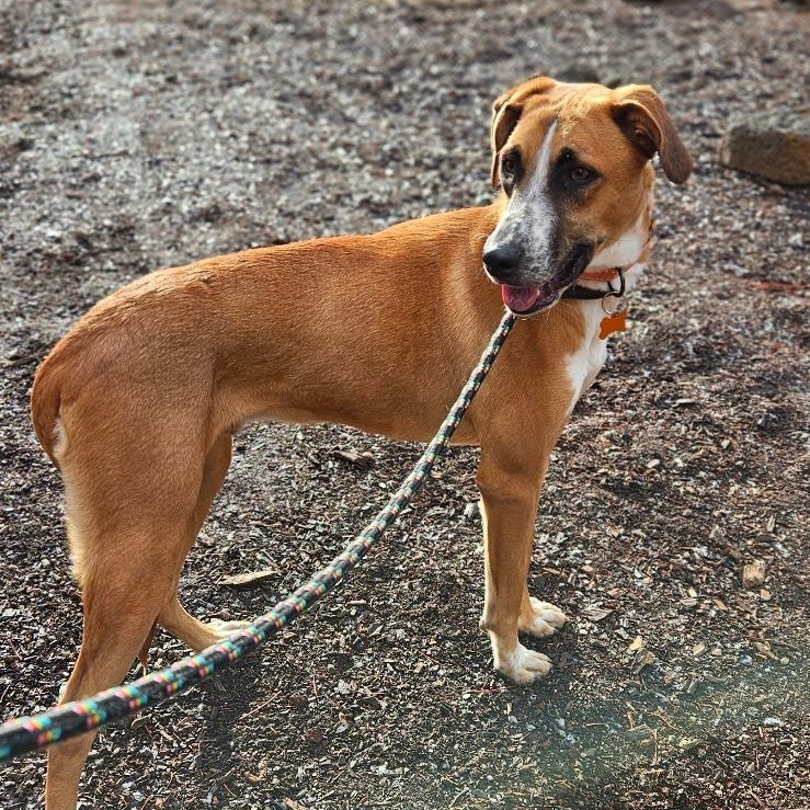 Enzo, an adoptable Labrador Retriever, Shepherd in Bend, OR, 97702 | Photo Image 4