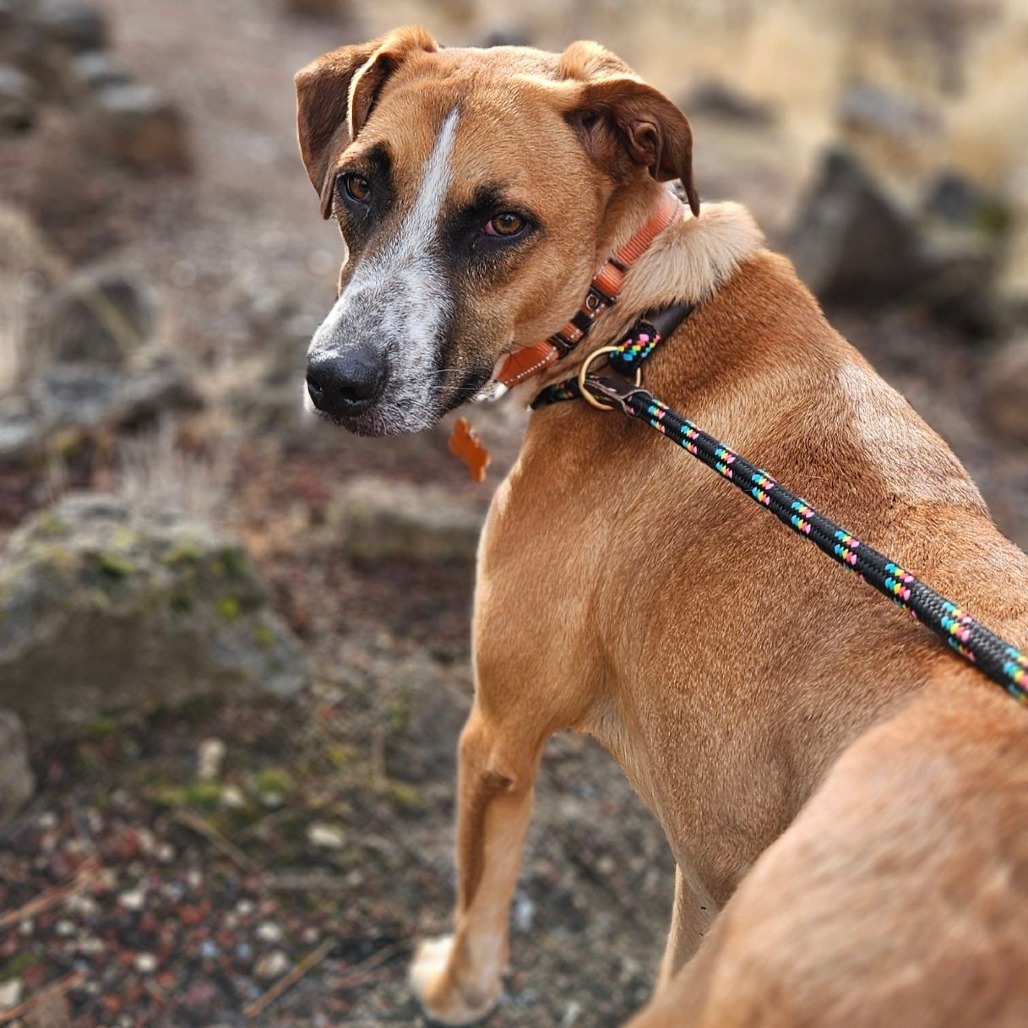 Enzo, an adoptable Labrador Retriever, Shepherd in Bend, OR, 97702 | Photo Image 5