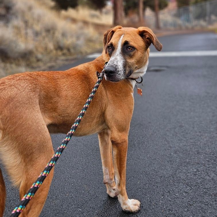 Enzo, an adoptable Labrador Retriever, Shepherd in Bend, OR, 97702 | Photo Image 6