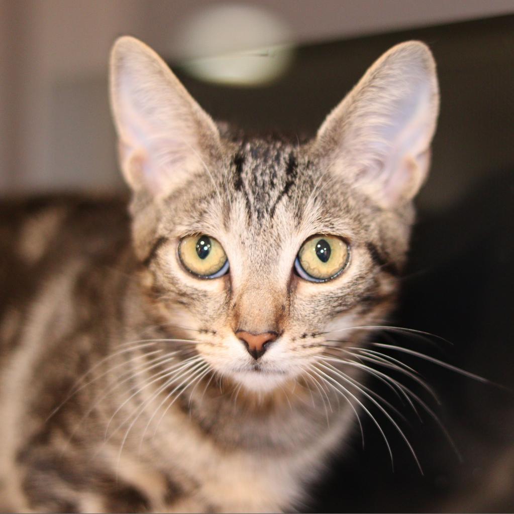 Minnow, an adoptable Domestic Short Hair in Boulder, CO, 80304 | Photo Image 1