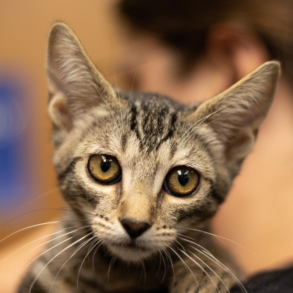 Minnow, an adoptable Domestic Short Hair in Boulder, CO, 80304 | Photo Image 2