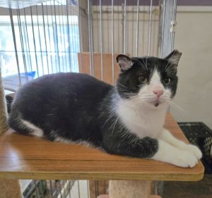 Hello there Im Curry Im just your average friendly neighborhood cat Im as mellow as they come