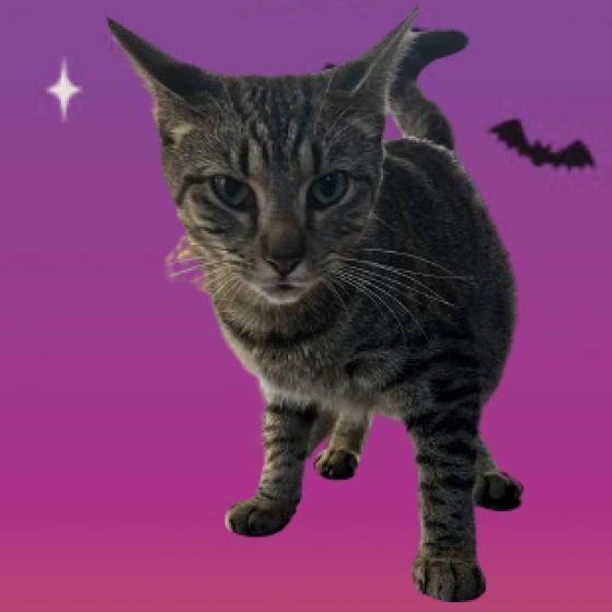 Mariah, an adoptable Domestic Short Hair in Tuscaloosa, AL, 35401 | Photo Image 1