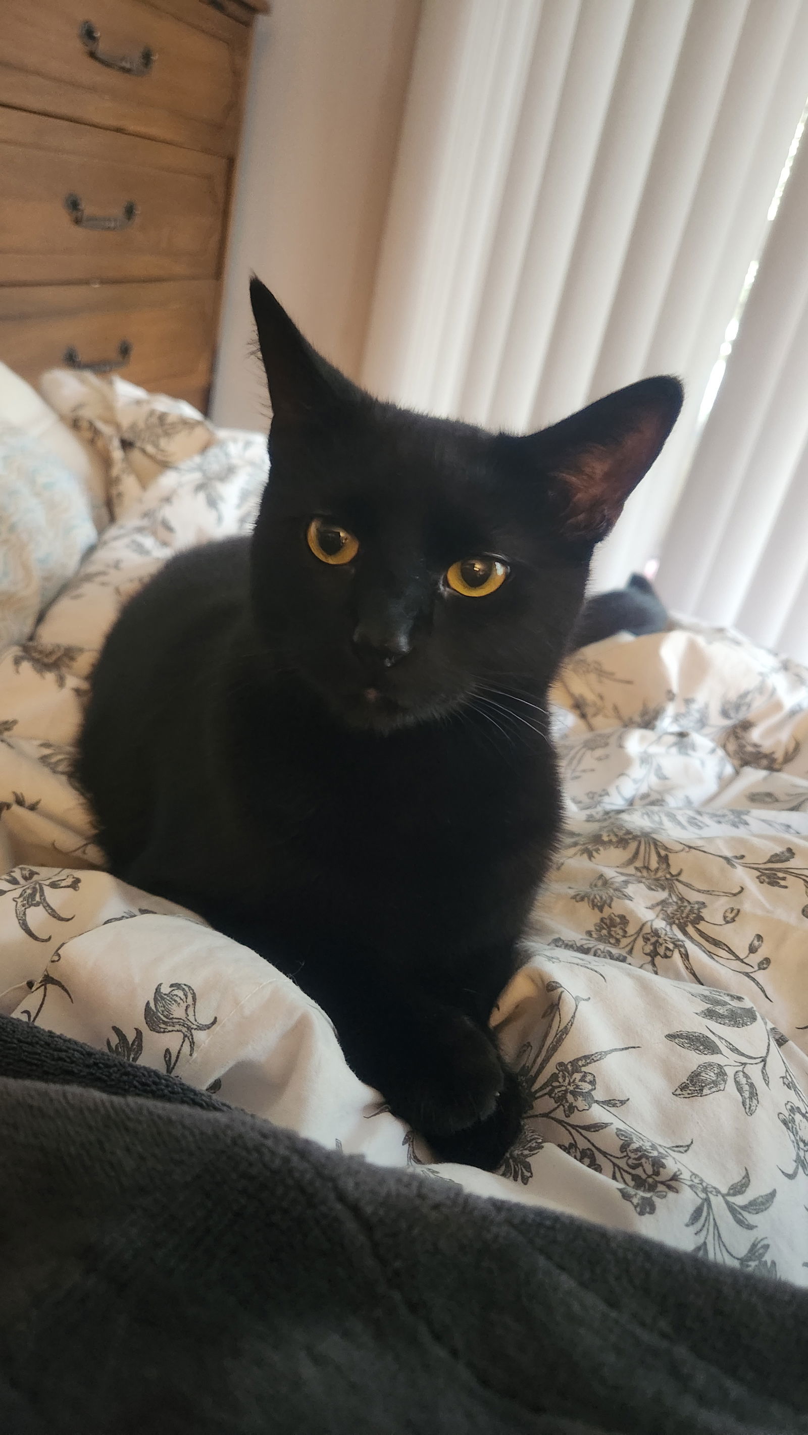 Coal N
