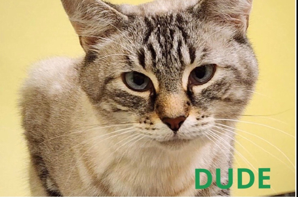 DUDE