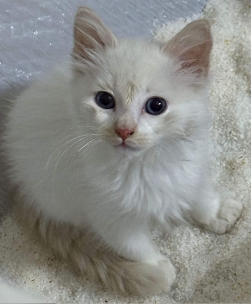 Cashmere, an adoptable Balinese, Siamese in New Braunfels, TX, 78130 | Photo Image 1