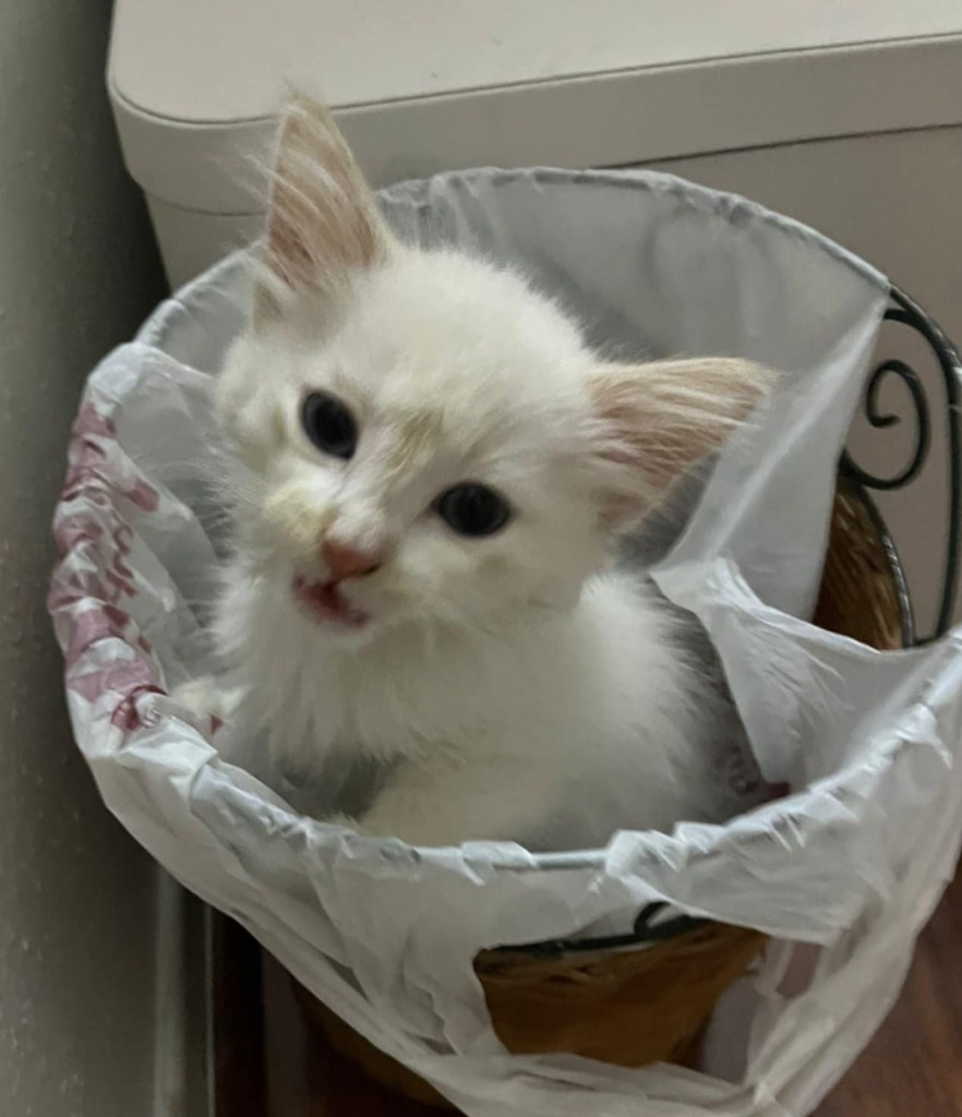 Cashmere, an adoptable Balinese, Siamese in New Braunfels, TX, 78130 | Photo Image 2