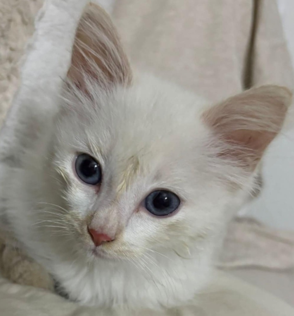 Cashmere, an adoptable Balinese, Siamese in New Braunfels, TX, 78130 | Photo Image 3