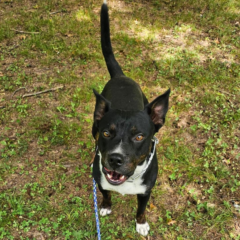 Bandit
