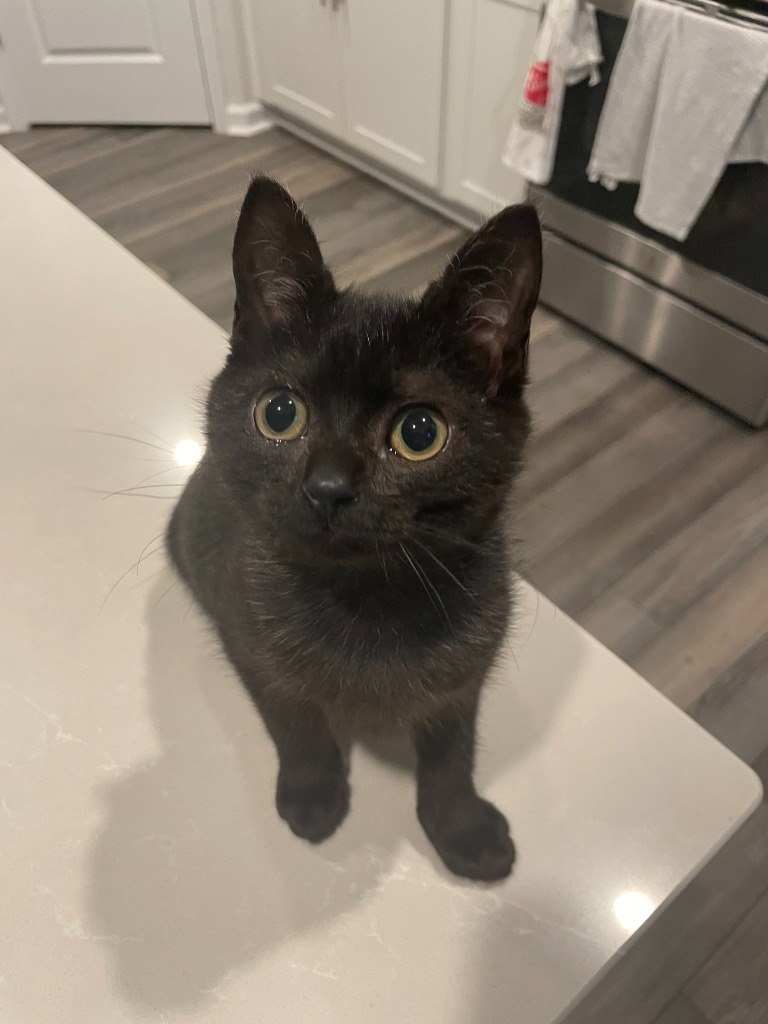 Pipsqueak