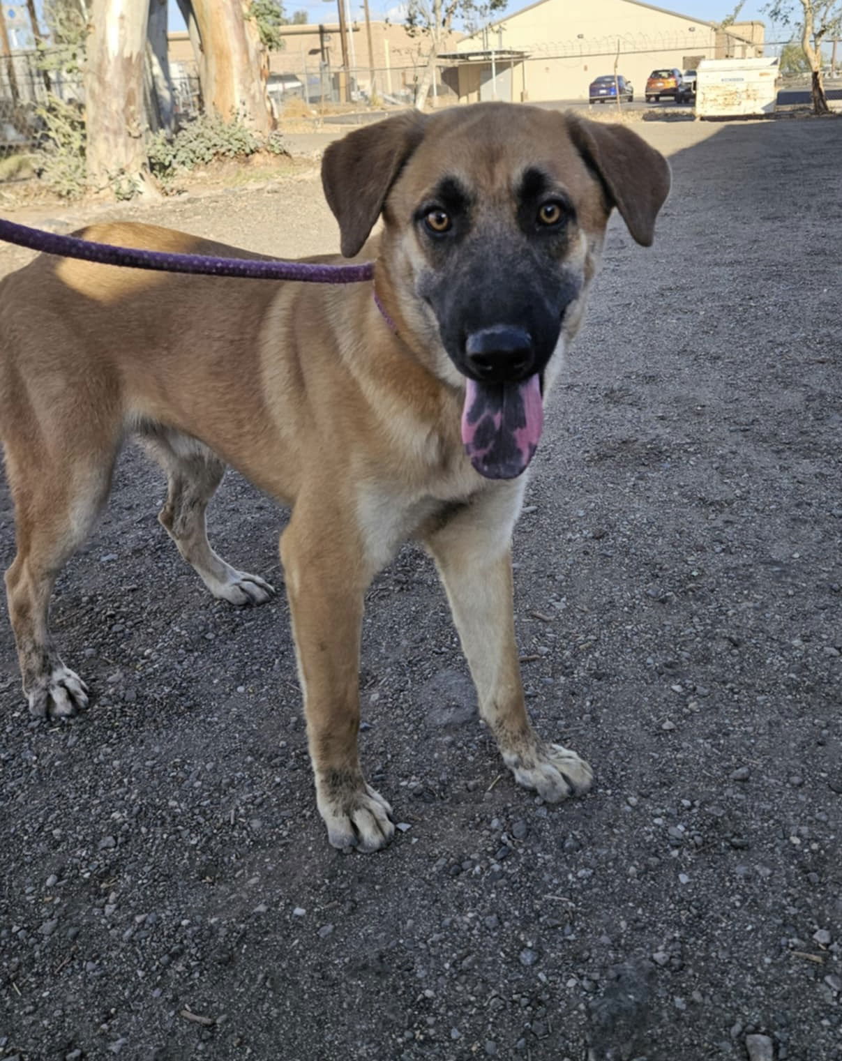 Mateo, an adoptable Shepherd in El Centro, CA, 92243 | Photo Image 1