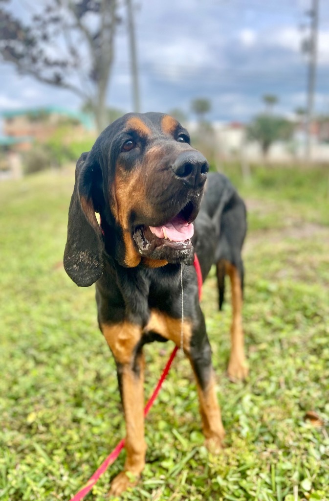 Betty, an adoptable Bloodhound, Black and Tan Coonhound in St. Augustine, FL, 32084 | Photo Image 1