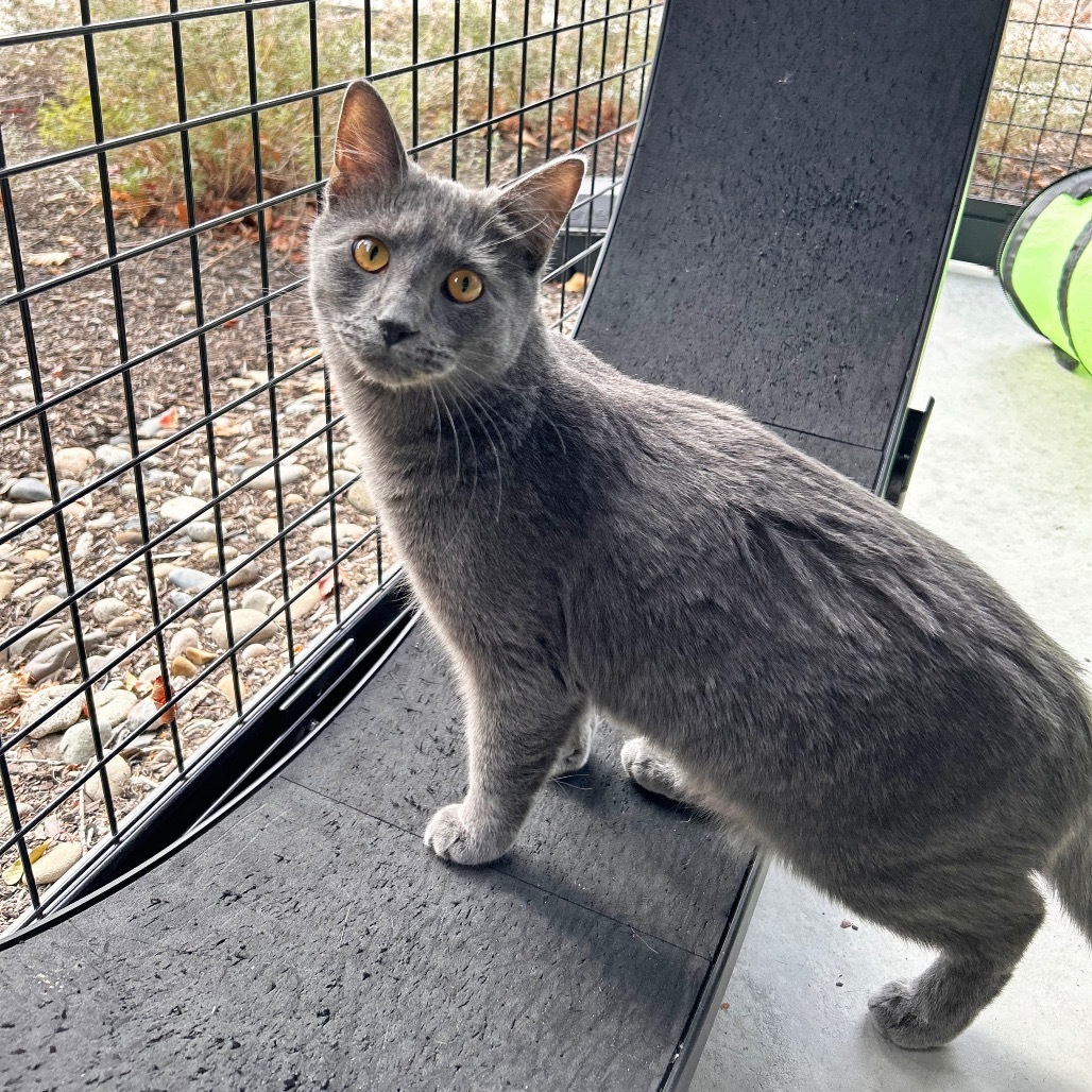 Earl Grey, an adoptable Domestic Short Hair in Hailey, ID, 83333 | Photo Image 1